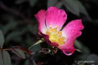 Růže sivá (Rosa glauca)