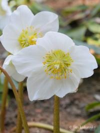 Čemeřice černá (Helleborus niger)