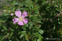 Růže lesklá (Rosa nitida)