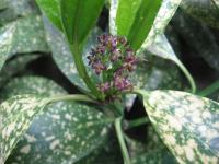 Aukuba japonská 'Variegata' (Aucuba japonica)