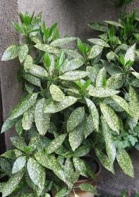 Aukuba japonská 'Variegata' (Aucuba japonica)