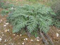 Paznehtník ostnitý (Acanthus spinosus)