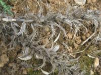 Paznehtník ostnitý (Acanthus spinosus)