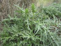 Paznehtník ostnitý (Acanthus spinosus)