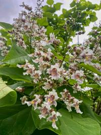 Katalpa trubačovitá (Catalpa bignonioides)
