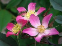 Růže sivá (Rosa glauca)