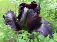 Tulipán 'Black Parrot' - Papouškovité tulipány (Tulipa)