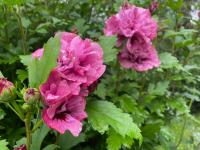 Ibišek syrský 'Puniceus Plenus' (Hibiscus syriacus)