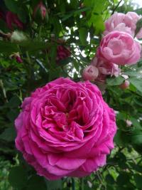 Růže 'Madame Isaac Pereire' (Rosa)