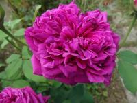 Růže 'William Shakespeare 2000' - Anglické růže (Rosa)