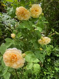 Růže 'Teasing Georgia' - Anglické růže (Rosa)