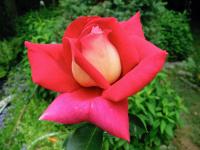 Růže 'Kronenbourg' - Velkokvěté růže (Rosa)