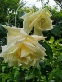 Růže 'Ilse Krohn Superior' (Rosa)