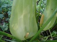 Áron italský (Arum italicum)
