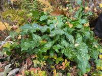 Áron italský (Arum italicum)