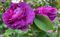 Růže galská 'Belle de Crecy' (Rosa gallica)
