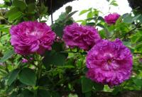 Růže galská 'Belle de Crecy' (Rosa gallica)