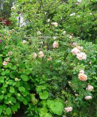 Růže 'Colette' (Rosa)