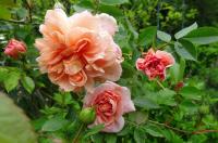 Růže 'Colette' (Rosa)