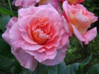 Růže 'Augusta Louise' - Velkokvěté růže (Rosa)