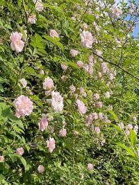 Růže 'Paul's Himalayan Musk' - Pnoucí růže (Rosa)