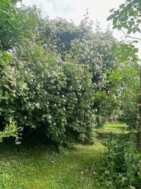 Růže 'Filipes Kiftsgate' - Pnoucí růže (Rosa)