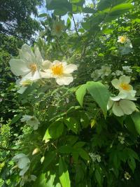 Růže 'Filipes Kiftsgate' - Pnoucí růže (Rosa)