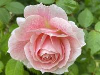 Růže 'Kir Royal' - Pnoucí růže (Rosa)