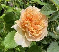 Růže 'Tea Clipper' - Anglické růže (Rosa)