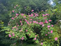 Růže 'Raubritter' - Pnoucí růže (Rosa)