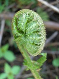 Kapraď samec (Dryopteris filix-mas)