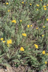 Rmen barvířský (Anthemis tinctoria)