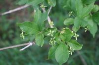 Brslen evropský (Euonymus europaeus)