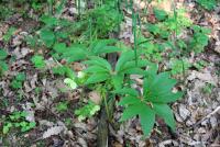 Čemeřice černá (Helleborus niger)