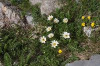 Dryádka osmiplátečná (Dryas octopetala)