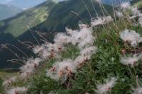Dryádka osmiplátečná (Dryas octopetala)