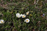 Dryádka osmiplátečná (Dryas octopetala)