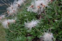 Dryádka osmiplátečná (Dryas octopetala)