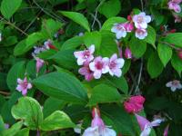 Weigelie růžová (Weigela florida)