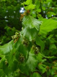 Buk lesní (Fagus sylvatica)