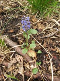 Zběhovec plazivý (Ajuga reptans)