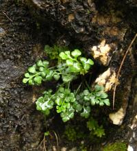 Sleziník routička (Asplenium ruta-muraria)