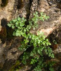 Sleziník routička (Asplenium ruta-muraria)