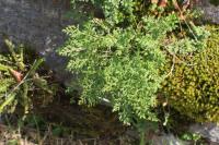 Sleziník routička (Asplenium ruta-muraria)