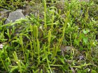 Plavuň vidlačka (Lycopodium clavatum)