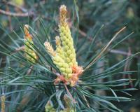 Borovice lesní (Pinus sylvestris)