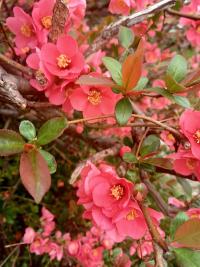Kdoulovec japonský (Chaenomeles japonica)