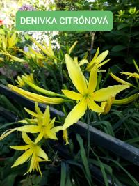 Denivka citrónová (Hemerocallis citrina)