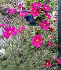 Krásenka zpeřená (Cosmos bipinnatus)