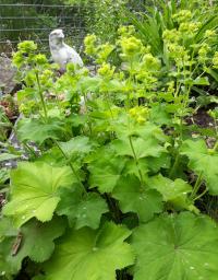 Kontryhel měkký (Alchemilla mollis)